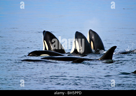 3 Orcas (Killerwale - Orcinus Orca) falsch mit 3 mehr Wale ruhen neben ihnen. Stockfoto