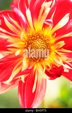 Dahlia Pinnata Hybrid Blume Stockfoto