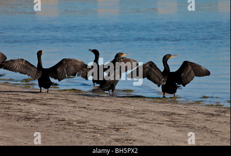 Kormoran, Phalacrocorax Auritus, Howard Park, Tarpon Springs, Florida Stockfoto