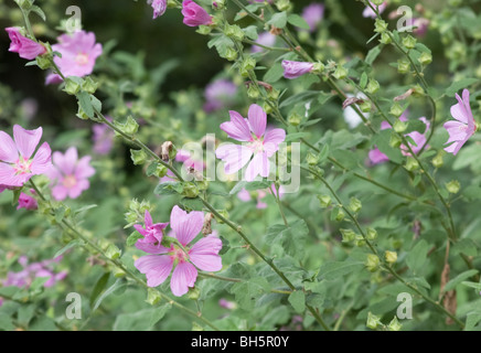 Dieses Foto zeigt zart rosa Cosmos Blumen blühen im Sommer. Hintergrund unscharf absichtlich für künstlerische Effekte. Stockfoto