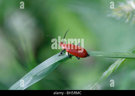 Red-headed Cardinal Beetle (Pyrochroa Serraticornis) in Felmersham Gruben zu reservieren, Bedford, UK Stockfoto