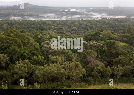 Kakamega Forest Reserve - West-Kenia Stockfoto