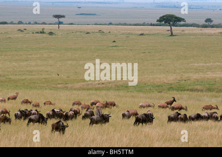 Gnus (Connochaetes Taurinus) und Topi (Damaliscus Lunatus), Masai Mara National Reserve, Kenia. Stockfoto