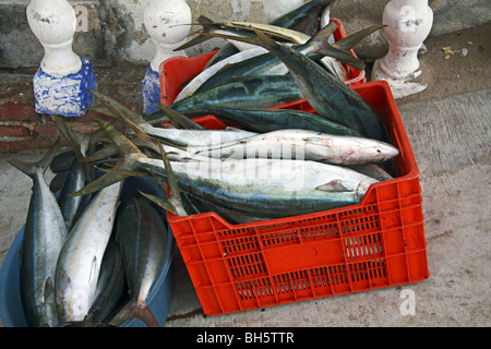 Blue Fin Thunfisch in Box auf Puerto Escondido beach Oaxaca Mexico Stockfoto