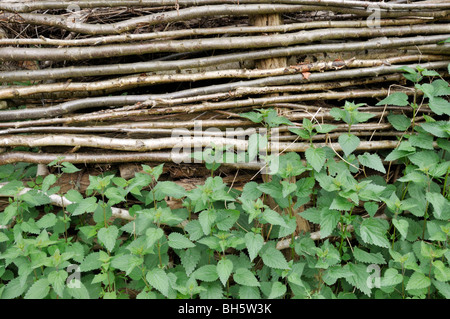 Große Brennnessel (Urtica dioica) Stockfoto