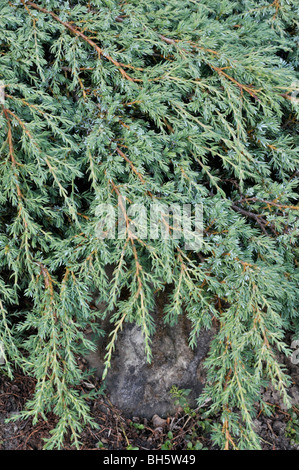 Zwerg-Wacholder (Juniperus Communis Subspecies Alpina) Stockfoto