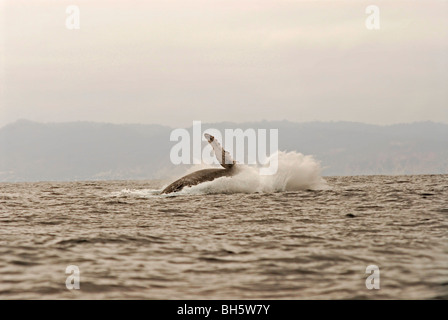 Ecuador, Puerto Lopez, Fin ein Buckelwal mitten im Meer schwimmen Stockfoto