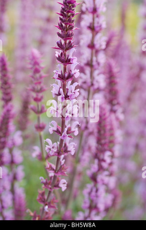 Woodland Salbei (Salvia officinalis 'Amethyst') Stockfoto