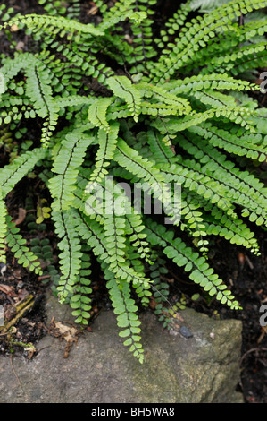 Maidenhair spleenwort (asplenium Trichomanes) Stockfoto