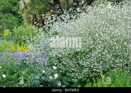 Mehr Meer kale (crambe cordifolia) Stockfoto