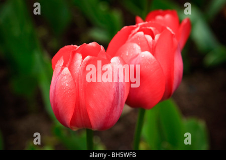 Eine Nahaufnahme von drei Tulpen in Folge bei einer Show in Ottawa, Ontario, Kanada. Stockfoto