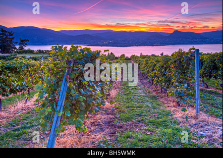 Sonnenuntergang über Okanagan Lake und die Weinreben an Lang Weinberge, Naramata, Okanagan-Similkameen Region, Okanagan British Columbi Stockfoto