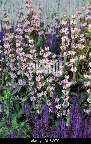 Jerusalem Salbei (phlomis tuberosa) und Wald Salbei (Salvia officinalis) Stockfoto