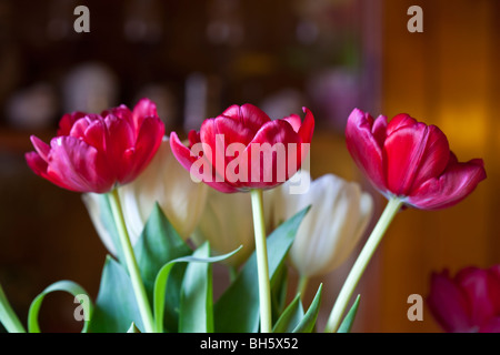 Nahaufnahme einer Reihe von roten Tulpen mit Creme farbigen Tulpen von Charles W. Lupica. Stockfoto