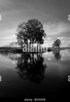 Zypressen säumen das sumpfige Ufer des St. Johns River, Florida. Stockfoto