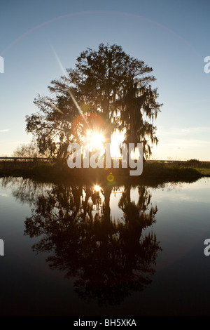 Die Sonne versinkt hinter einer Zypresse entlang des St. Johns River. Stockfoto