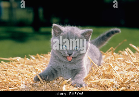 Kartäuser Katze - Katze liegend im Stroh Stockfoto