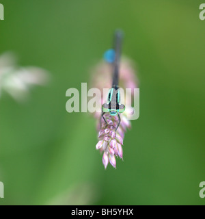 Grüne, schwarze und blaue Damselfly (Azure?) ruht auf einem Grashalm Stockfoto