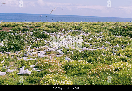 Sandwich-Seeschwalben - Kolonie auf Wiese / Sterna Sandvicensis Stockfoto