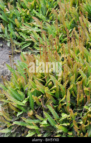 Alpine wasser Farn (blechnum Penna-marina) Stockfoto