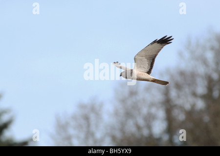 Northern Harrier Hawk während des Fluges auf der Suche nach Beute Stockfoto