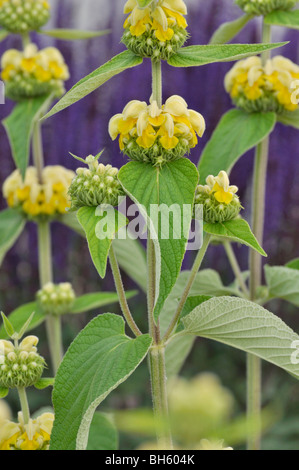 Jerusalem Salbei (phlomis russeliana) Stockfoto