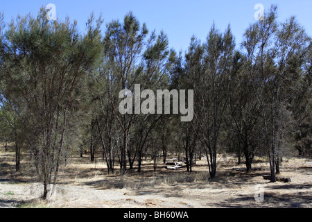 Vegetation im Canning River Regional Park, Westaustralien. Stockfoto