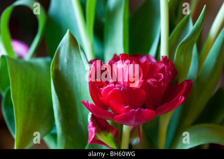 A single red tulip with tulip leaf leaves in background on black, by Charles W. Lupica. Stockfoto