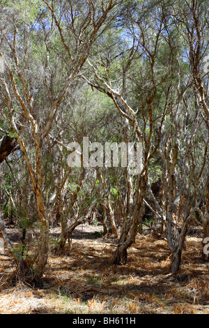 Leichte Bäume (Melaleuca Rhaphiophylia) Canning River Regional Park in der Nähe von Perth, Western Australia. Stockfoto