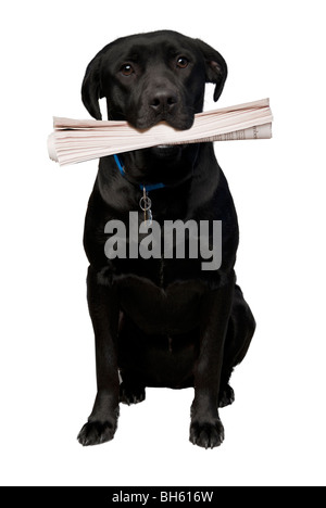 Schwarze Labrador Retriever bringt die Zeitung Stockfoto