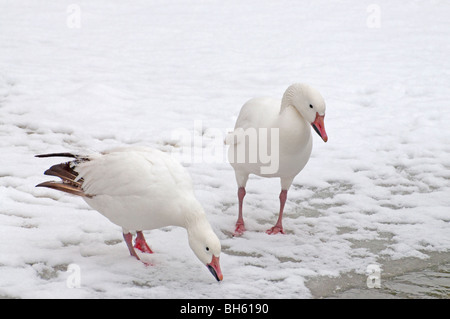 Ein paar Schneegänse auf dünnem Eis im winter Stockfoto