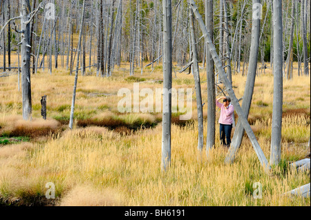 Touristen fotografieren unter Toten Baumstümpfe und Gräser in der Nähe von Obsidian Creek, Yellowstone-Nationalpark, Wyoming Stockfoto