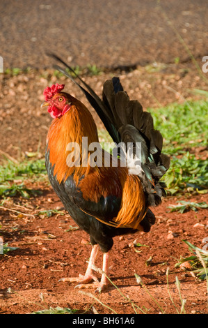 Wilde Hahn auf der Insel Kauai, Hawaii Stockfoto
