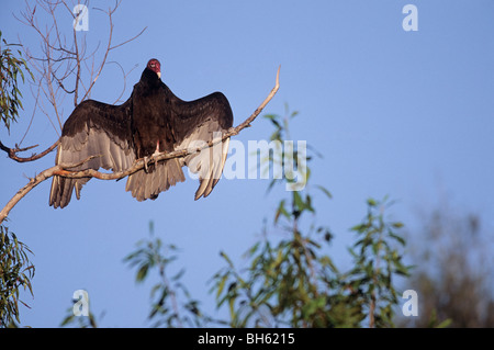 Türkei-Geier auf einem Baum / Cathartes Aura Stockfoto