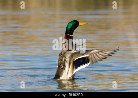 Germano Reale Anas Platyrhynchos Stockente Stockente Canard Colvert Uccelli Anatidi Anatidae Oasi Marano Lagunare Friuli Venezia G Stockfoto