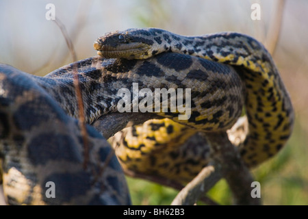 Gelbe Anakonda, Eunectes notaeus Stockfoto