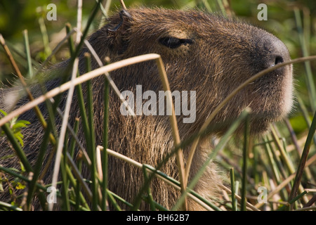Capybara; Wasserschwein; Hydrochoerus Hydrochaeris; carpincho Stockfoto