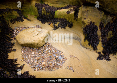 Felsformationen, Algen und Kiesel, Seaton Schleuse, Northumberland, England Stockfoto