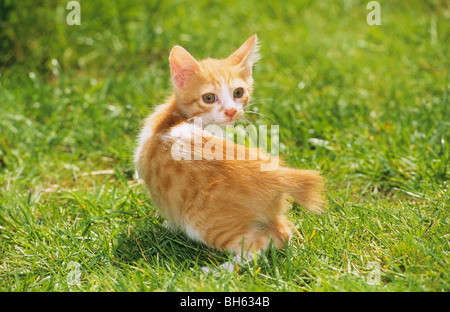 Japanischer Bobtail Kätzchen auf einer Wiese Stockfoto