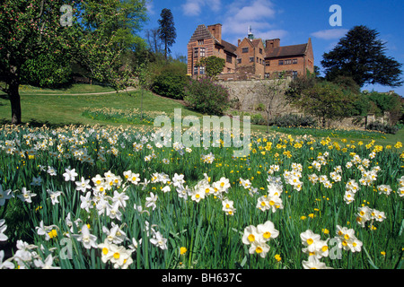 NARZISSEN IM GARTEN VON CHARTWELL HAUS, WINSTON CHURCHILLS HAUS, WESTERHAM, KENT, ENGLAND Stockfoto