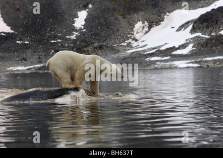 Eisbär Ursus Maritimus schütteln Wasser aus seinen Pelz stehend auf einem schwimmenden Fin Walkadaver die es heraus geschwommen ist Stockfoto