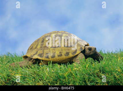 Hermanns Schildkröte auf Wiese / Testudo Hermanni Stockfoto