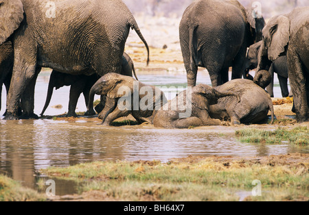 Afrikanische Elefanten am Wasserloch / Loxodonta Africana Stockfoto