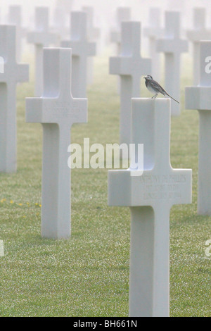 9387 AMERIKANISCHE SOLDATEN BEGRABEN SIND IN DIESEM MILITÄRISCHEN FRIEDHOF VON COLLEVILLE-SUR-MER, 6. JUNI 1944 LANDEPLATZ, CALVADOS (14) Stockfoto