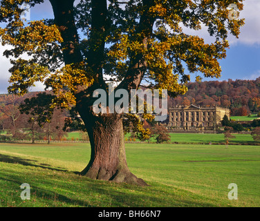 Chatsworth House umrahmt von einer alten Eiche im Herbst, Peak District National Park, Derbyshire, England Stockfoto