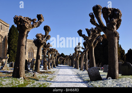 Beschnittene Linden in St. Marien Kirchhof, Thame, Oxfordshire, England, UK Stockfoto