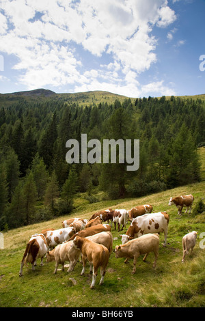 Kühe auf der Alm Stockfoto
