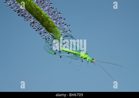 Sonnentau, Carinvorous Pflanze trapping grüne Florfliege, Drosera Scorpioides, Chrysoperla Carnea, München, Bayern, Deutschland Stockfoto