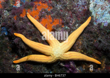 Mittelmeer-Seestern, Hacelia Attenuata, Tamariu, Costa Brava, Mittelmeer, Spanien Stockfoto