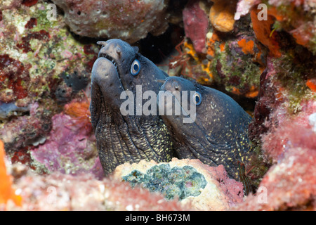 Paar Mittelmeer-Muräne, Muraena Helena, Tamariu, Costa Brava, Mittelmeer, Spanien Stockfoto